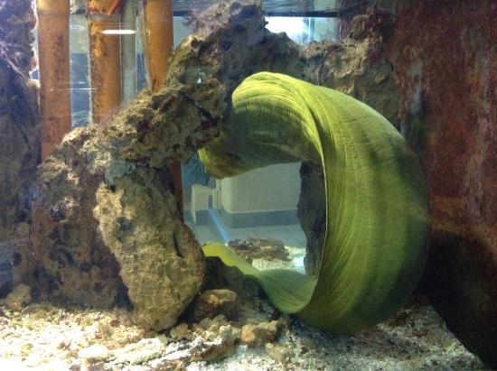 Aquarium di Alghero